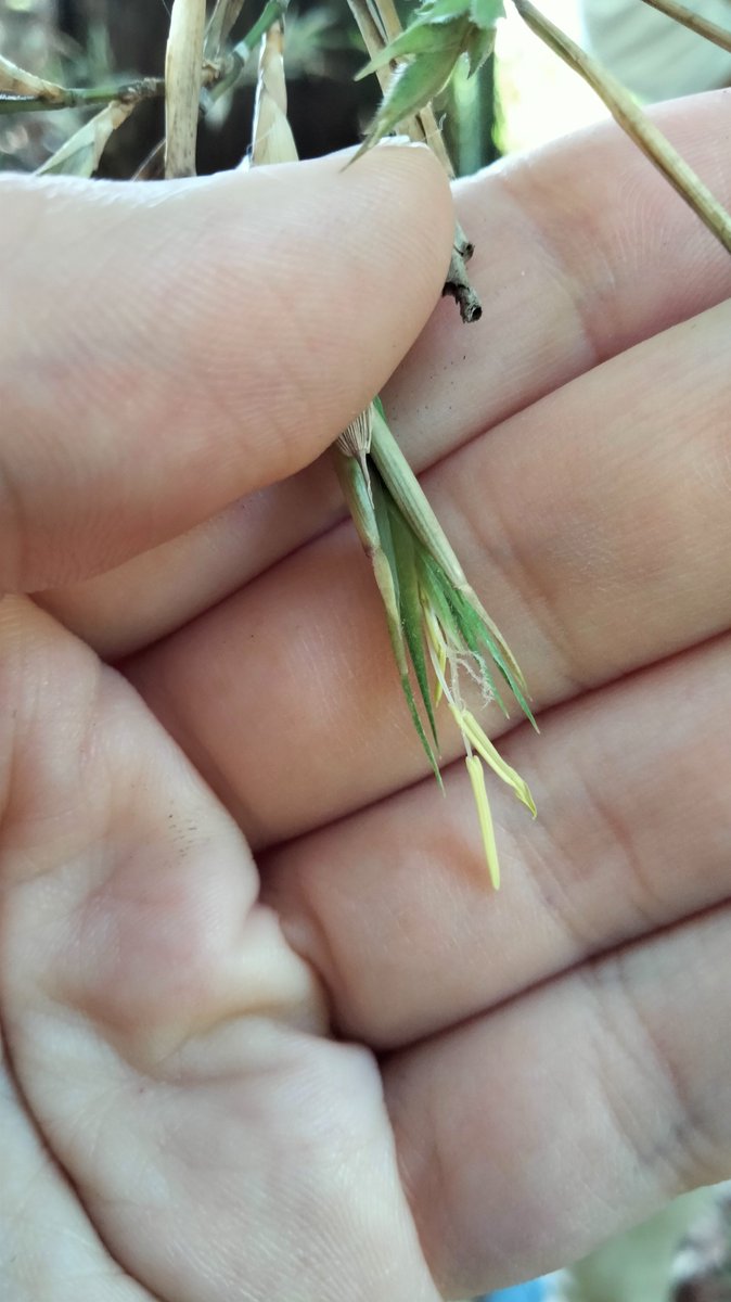 fervelesp's tweet photo. @timutteridge Imagine how happy we were in the lab when P. nigra bloomed 2 years ago in the university botanical garden, I made an specimen but not sure where I put 🎍 https://t.co/R226wowz1D
