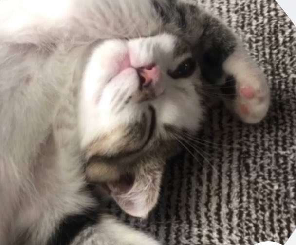 にゃと (@cat2_222) / Posts / X