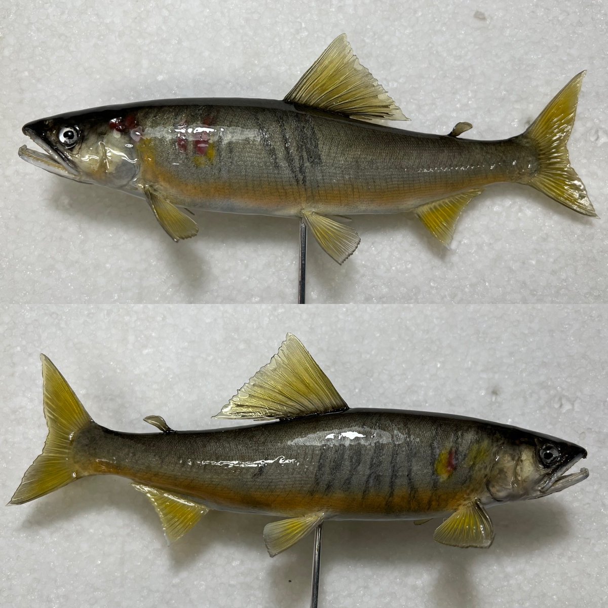 鮎（アユ）剥製 鵜に噛まれて傷ついた鮎を再現しています。 #魚類剥製