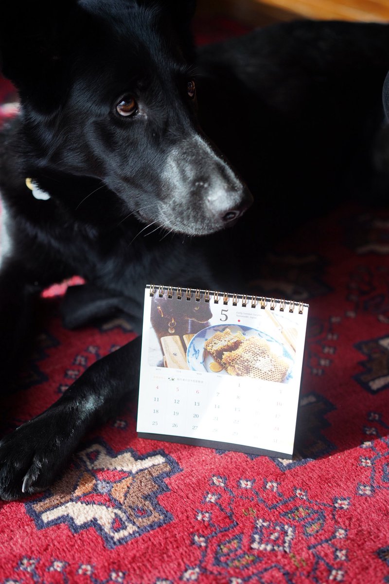 ノロ【くろねこノロのたび】 tweet media