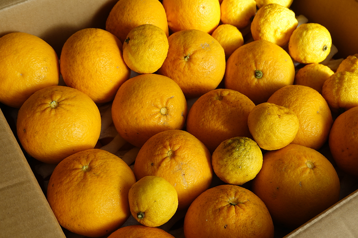 一日遅れのサンタさん
今年も来てくれました！🎅
🍊 🍊 🍊
いつも気にかけていただき、ありがとうございます❤️