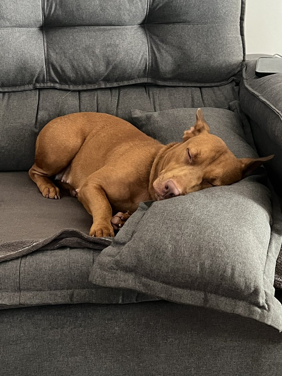 Il riposo del 25 pomeriggio.

#Nina #Moka #MyDog #IlMioCane #Cachorro #ViraLata #Meticcio #DogLover #MyDog  #Miglioreamica #BoaNoite #petspamanaus #Meticcio #ventilator #Bravecto