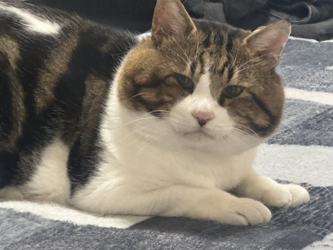 Twitterのコスプレ画像32