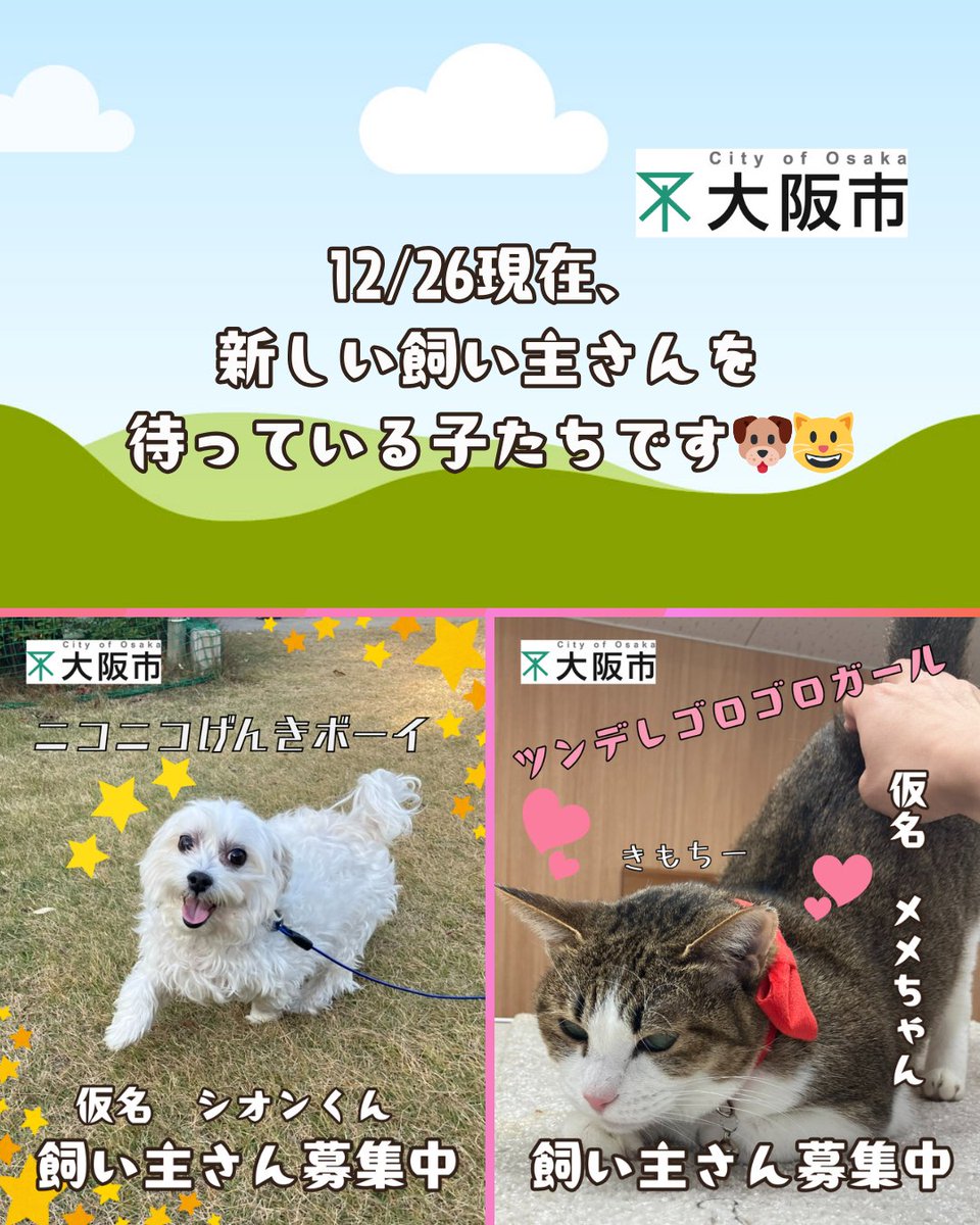 現在、センターにて新しい飼い主さんを待つ子たちです！ 素敵な飼い主