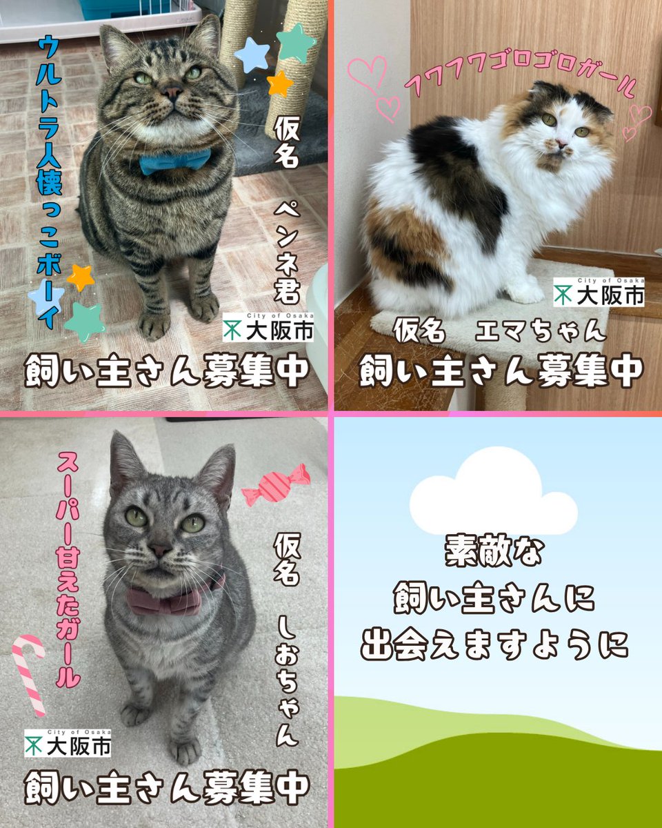 現在、センターにて新しい飼い主さんを待つ子たちです！ 素敵な飼い主