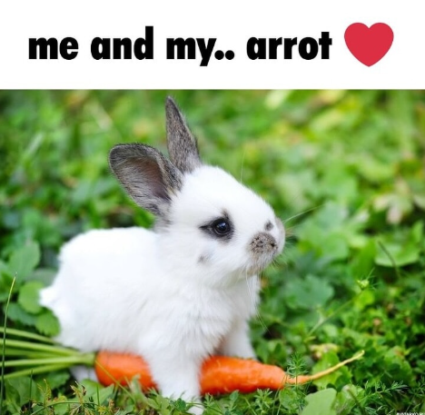 twdelta's tweet photo. me and my... arrot ❤️ https://t.co/rtj83QBonf