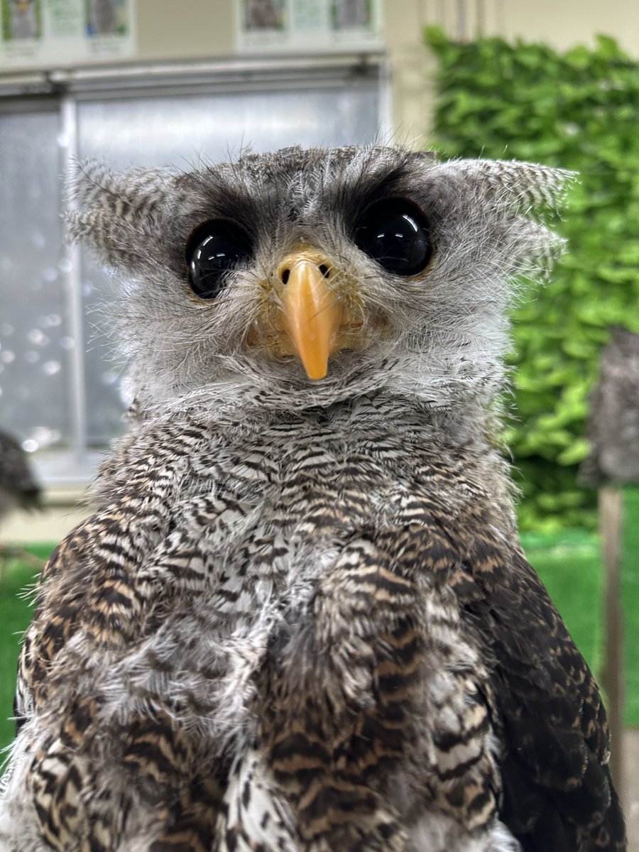 しあわせをよぶふくろうの城・楽鳥園 (@fs_ichihara) / Posts / X