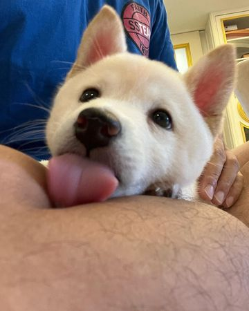 OutageLife's tweet image. 【币圈黑洞·舔狗文化篇】  
币安出事赔付是本分却被舔狗们吹成天大的恩赐

1011宕机散户资产归零  
明摆着平台锅  
正常企业早跪着全赔道歉把日志甩出来  
币安呢  
拖76天扔个一点洗白钱💰  
散户呢空气  
日志呢商业机密  
道歉呢没这选项  

舔狗们却高潮了  
币安太负责了  
何一女神格局拉满…