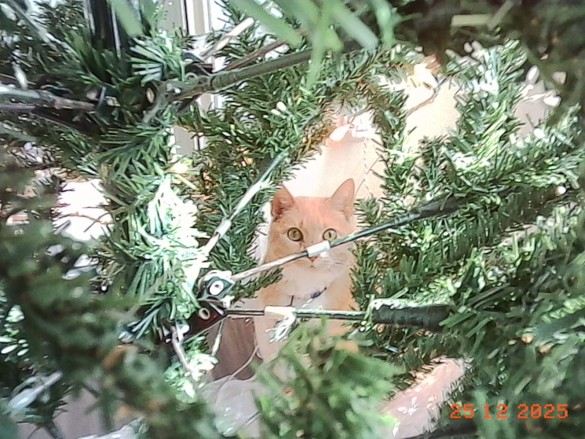 CSargeP's tweet image. 