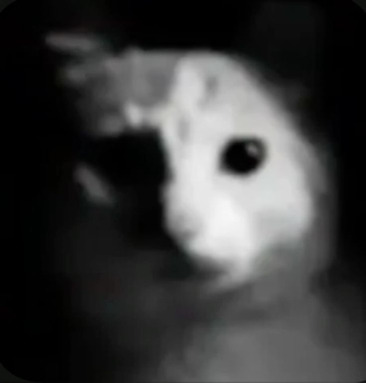 BABI ⊹₊⟡⋆ ˙𐃷˙ tweet media