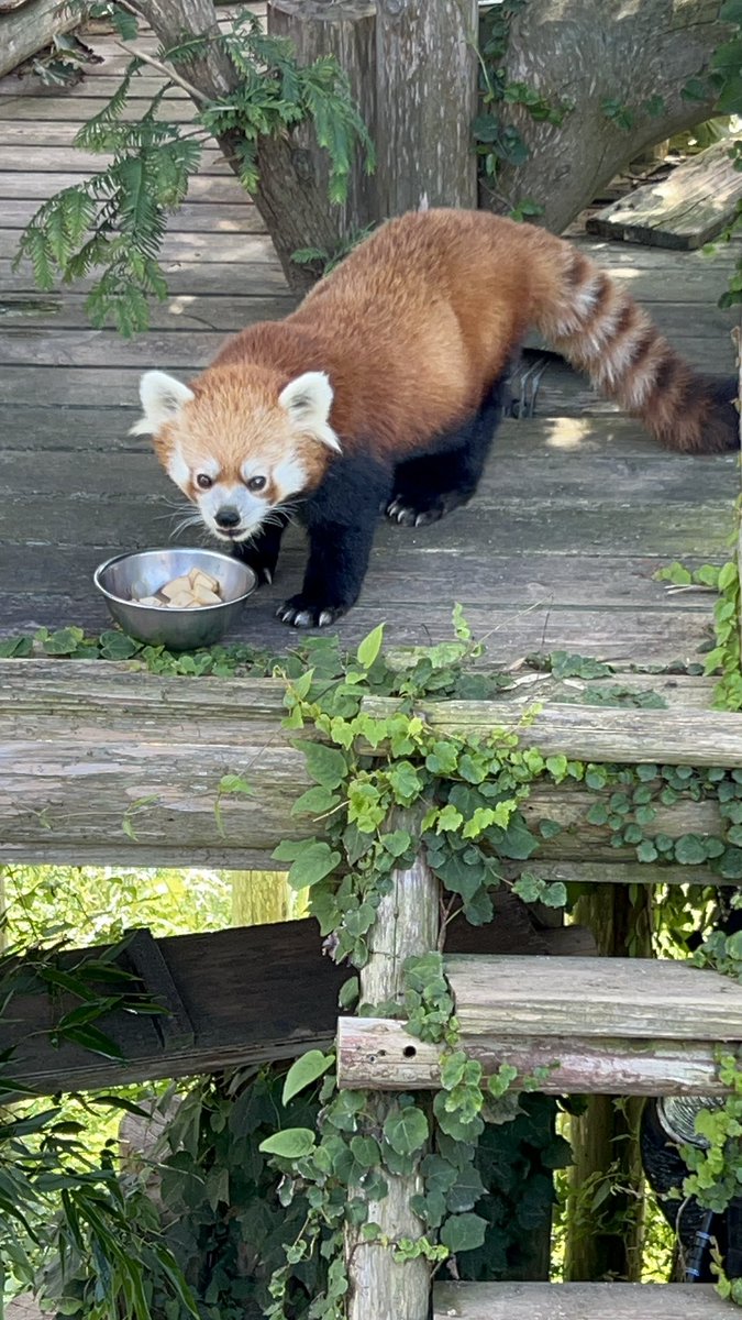 _takeman's tweet image. 250824 秋吉台サファリランド　野乃香
マイペースにりんご🍎たべる、ののちゃん。かわいい。#秋吉台サファリランド #レッサーパンダ #大和撫子ノノカ