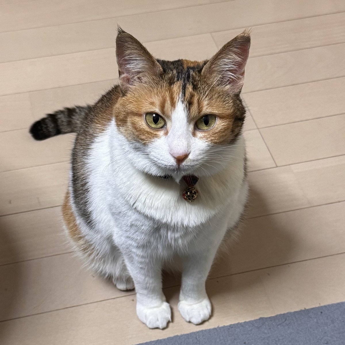 はっちゃん様ご確認ページ はっちゃん様ご確認ページ