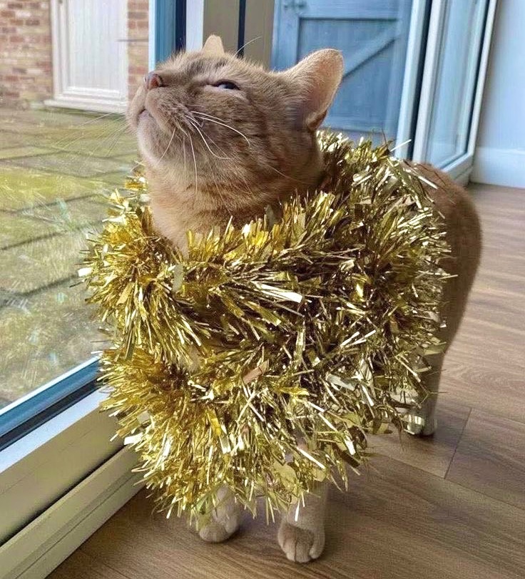 HTTPSMV33's tweet image. a late merry christmas to those who celebrate!!:D