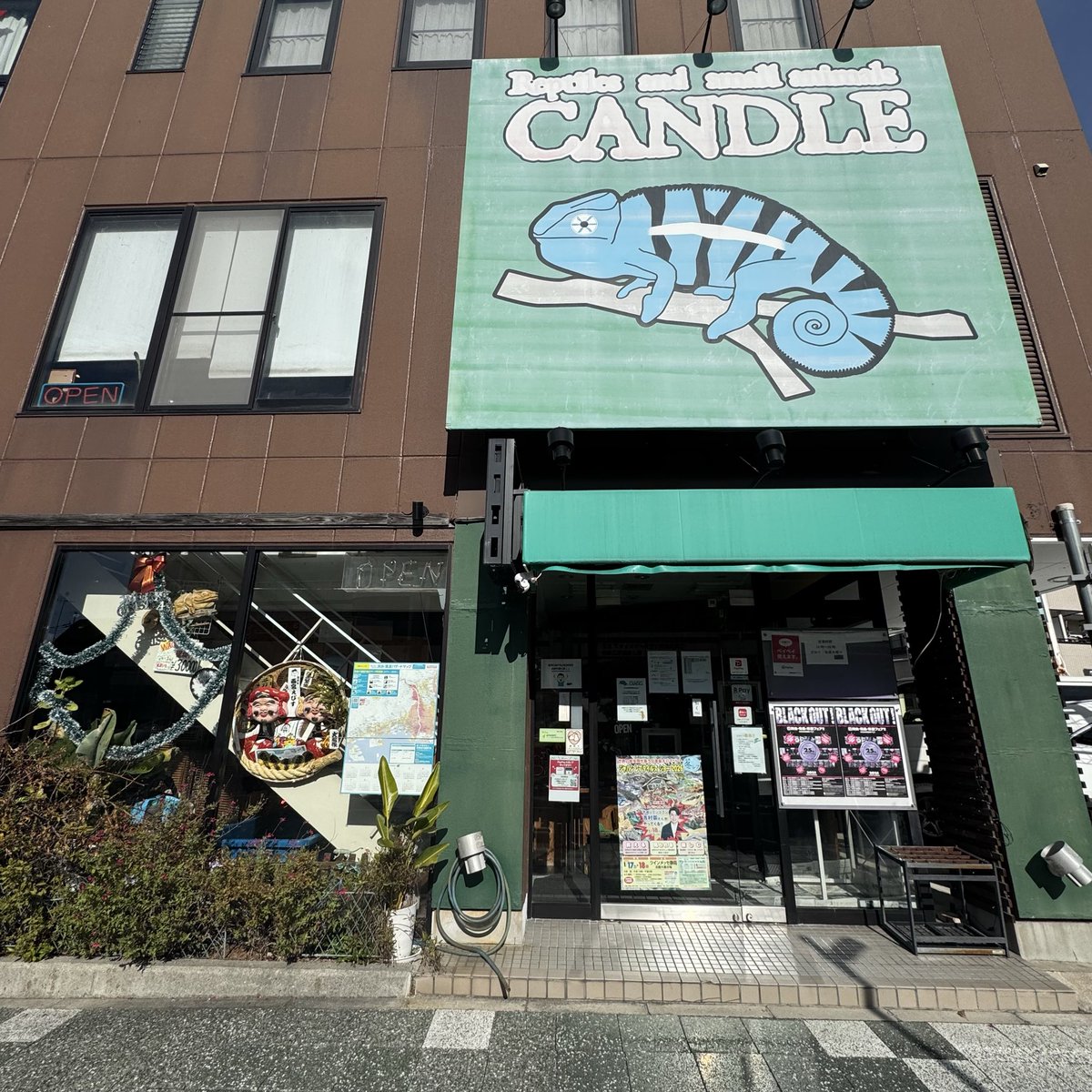 levis416's tweet image. 今日は弾丸でこちらへ。ケペはいつもの事ながらインエクスペクタータ♂、オルナータ♂、ボルボニカ♂全て凄まじい発色でした😊そしてロサグラリスも写真以上の存在感で💦　#ヒルヤモリ　#CANDLE