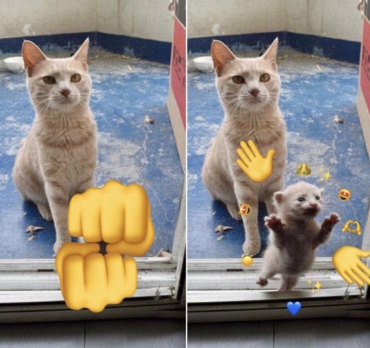 No Cats No Life (@nocatsnolife_m) on Twitter photo 