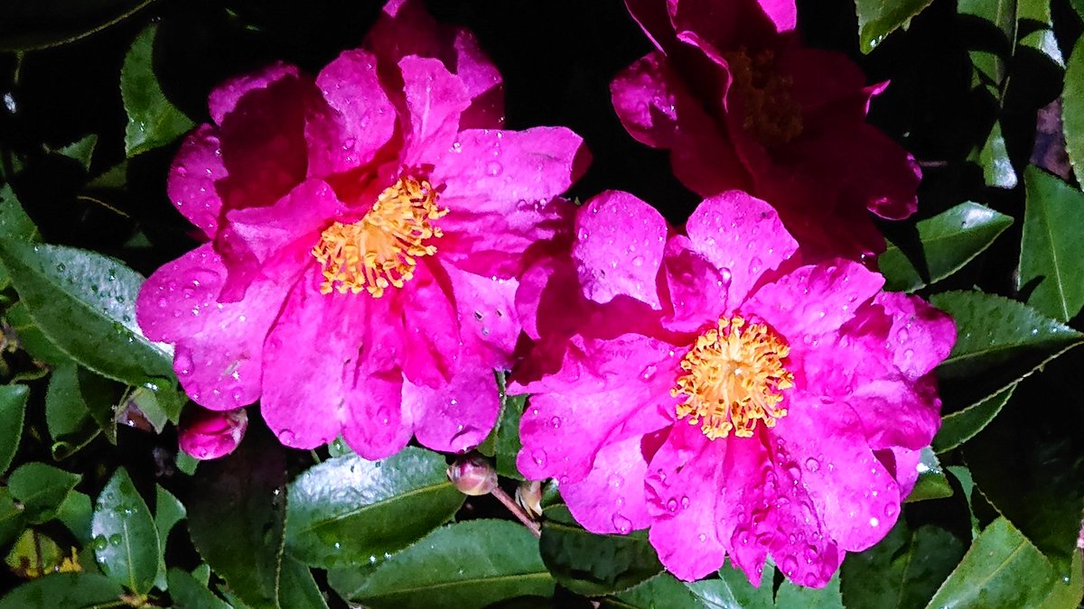 <a href="/Virginia1Gina/">Virginia</a> Thank you as always dear virginia 🌺
I wish you peaceful days in silence. 
✨ o(^-^o)(o^-^)o ✨