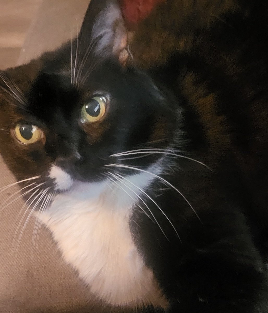 Hope everyone has had a good Christmas! Mine was good! Sorry I've been away for a little bit, I've started new medication and its taking me a bit to adjust to, and makes me very eepy. Have a photo of my baby laying with me while we watch anime.