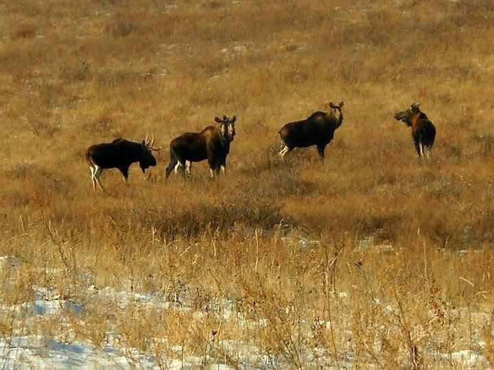 Дорнод Халхгол сум Нөмрөгийн дархан цаазат газар Хандгайн сүрэг