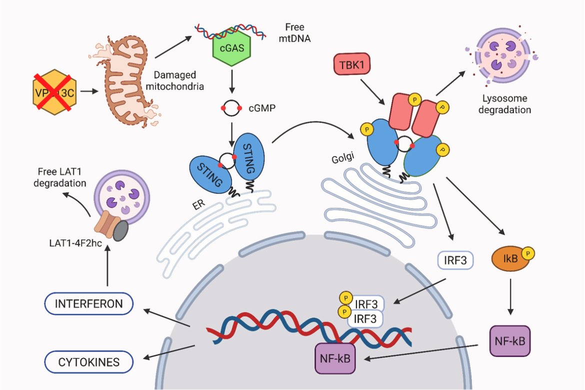 ParkinsonismD's tweet photo. In the spotlight article
VPS13C heterozygous loss of function as a modifier for suboptimal response to levodopa in Parkinson's disease
#VPS13C #Parkinson #PD #genetic #EOPD #levodoparesponsiveness #PARK23
@PRDAssociation
Log in:
https://t.co/JdhOPjBmaC https://t.co/zVjfVponuI