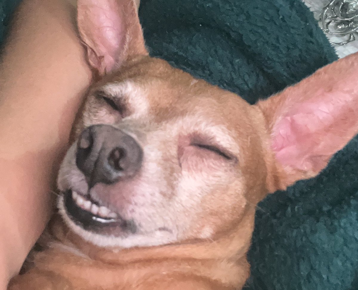 ☣︎ buzina acéfala tweet media