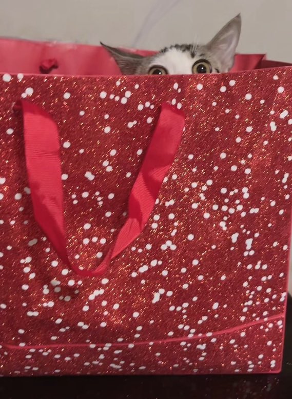 This guy thinks he’s a Christmas gift😭😭