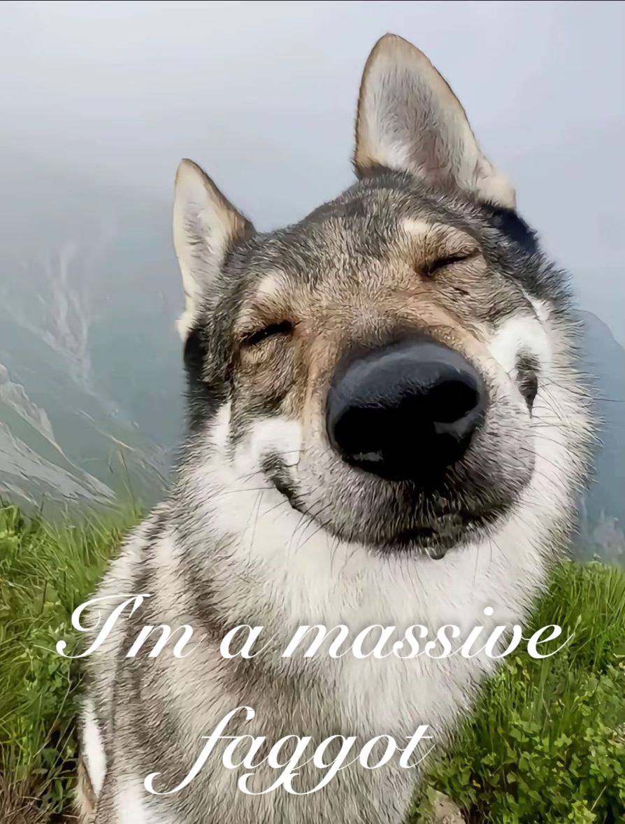 wolfd0gs's tweet image. 