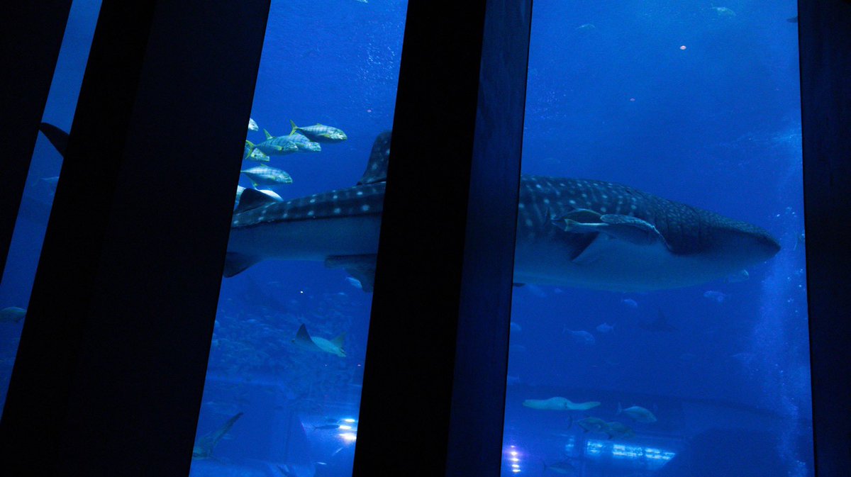 chanun_chu's tweet photo. 美ら海水族館のジンベエザメ https://t.co/m39yEa7VtN