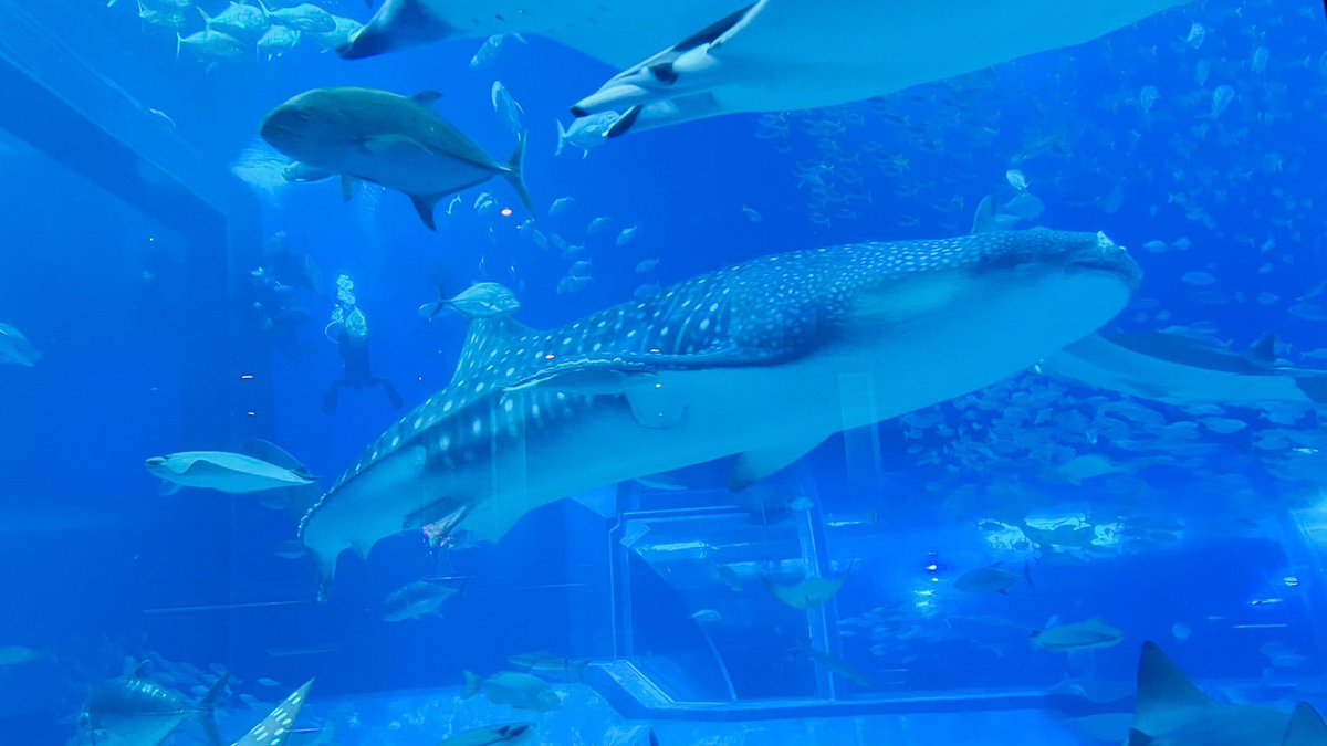 chanun_chu's tweet photo. 美ら海水族館のジンベエザメ https://t.co/m39yEa7VtN