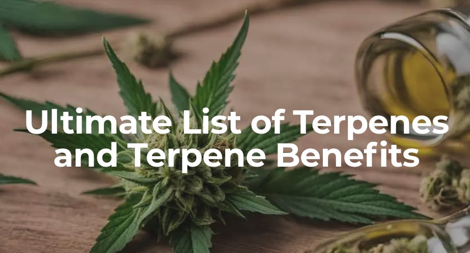 CarverJohns's tweet photo. Ultimate List of Terpenes and Terpene Benefits

Although the study of terpenes can be complex and challenging for even the most scientific mind, for the layman, terpenes play a huge role in providing variety to the many cannabis strains...

https://t.co/dN41r5HbGW https://t.co/hZGSlqt2L0