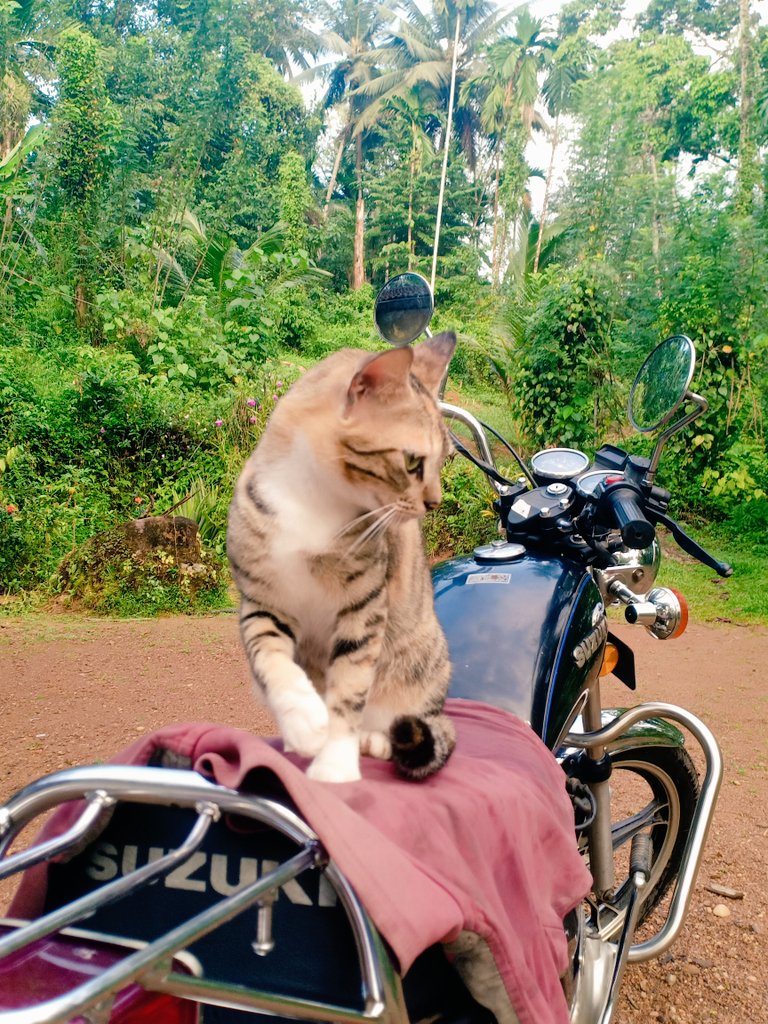 #ගම්මගෙපූස