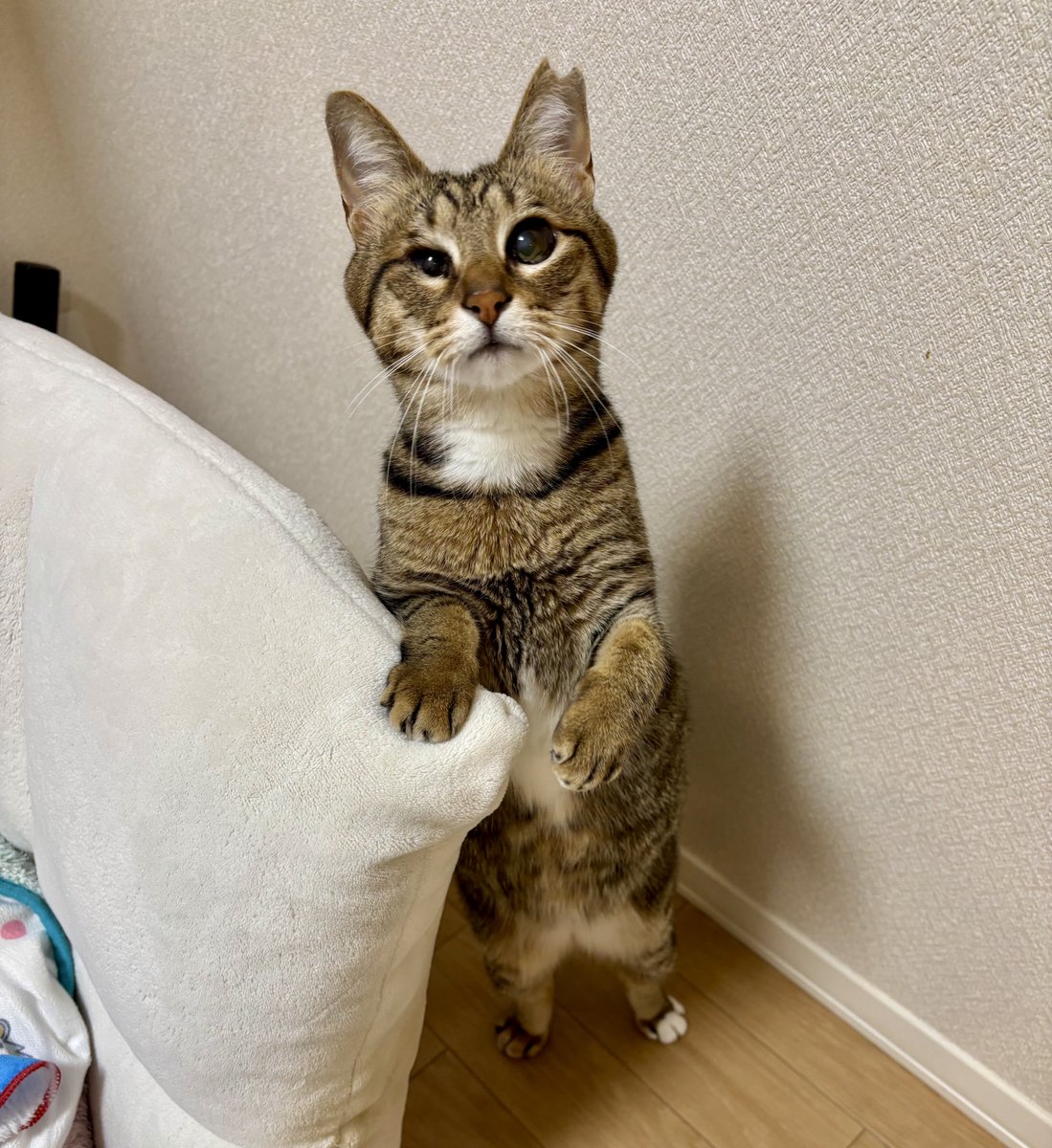 きじとら きじとら キジトラ - Search / X