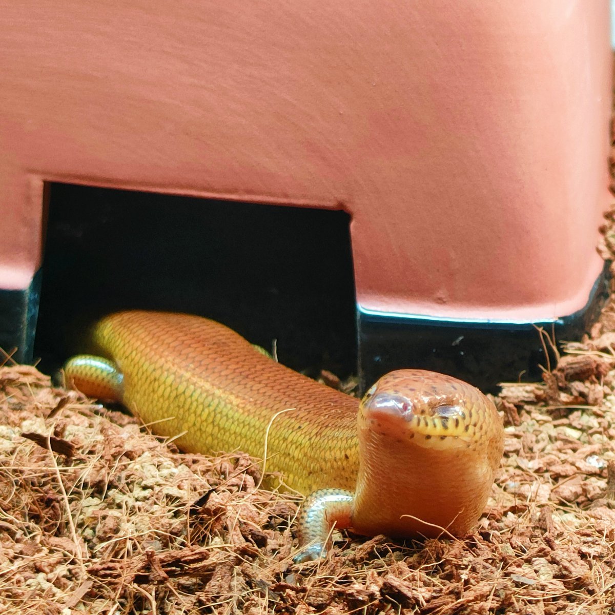 シボリミモダエトカゲ

まんまるあたま