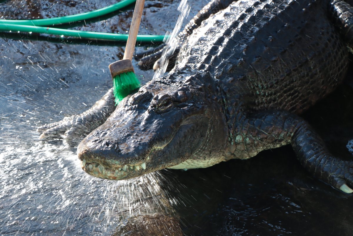 今年も年末の風物詩、熱川バナナワニ園のワニ池大掃除が行われました🐊

水を抜いた池底やワニをゴシゴシ！
ワニを誘導し移動させるため、普段じっとしているワニが歩く姿が見られました🐊
これで気持ちよく新年を迎えられますね✨

役場は1/4まで年末年始閉庁日です。
皆様よいお年をお迎えください