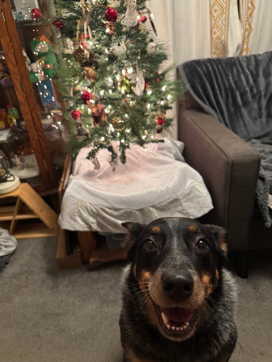 Allegingtuna's tweet photo. Merry Christmas from the Tuna household to you!

Radar is a ham and he says “bark bark” https://t.co/za9AnpV3s3