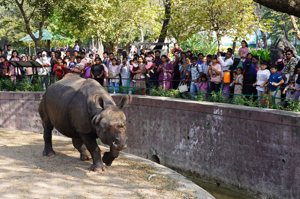jsuryareddy's tweet photo. The Nehru Zoological Park [#ZooPark] #Hyderabad received about 23,440 visitors, on the occasion of #Christmas holiday.

This year more number of visitors shown interest in visiting the #Zoo, in general holidays.

Hyderabad zoo is housing 199 species of Wild animals representing from different countries.

Zoo management has opened extra booking counters, deputed additional security guards and zoo volunteers.