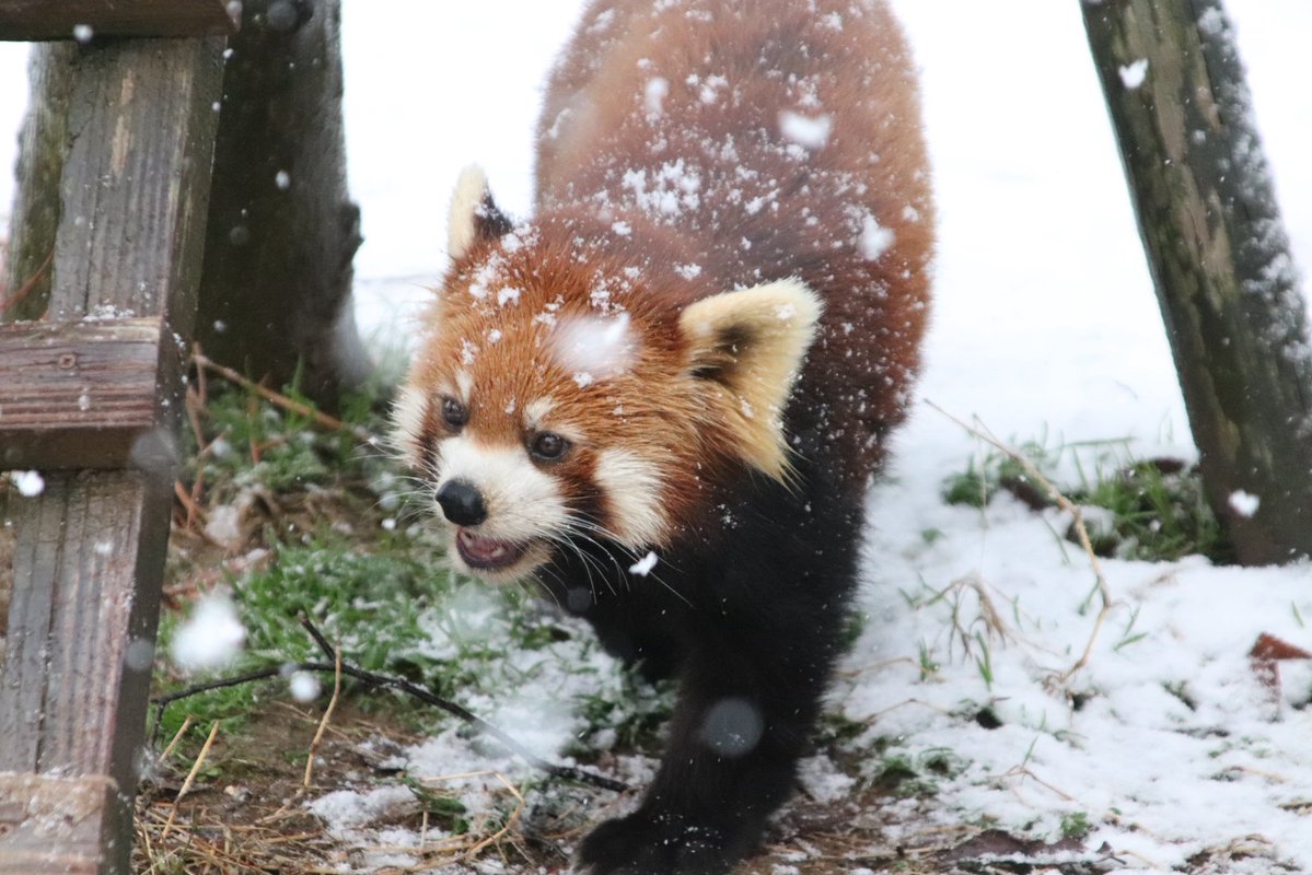 確認◡̈*.。ミニくまちゃん♡オーダー受け付け fit=scale-down,w=1200