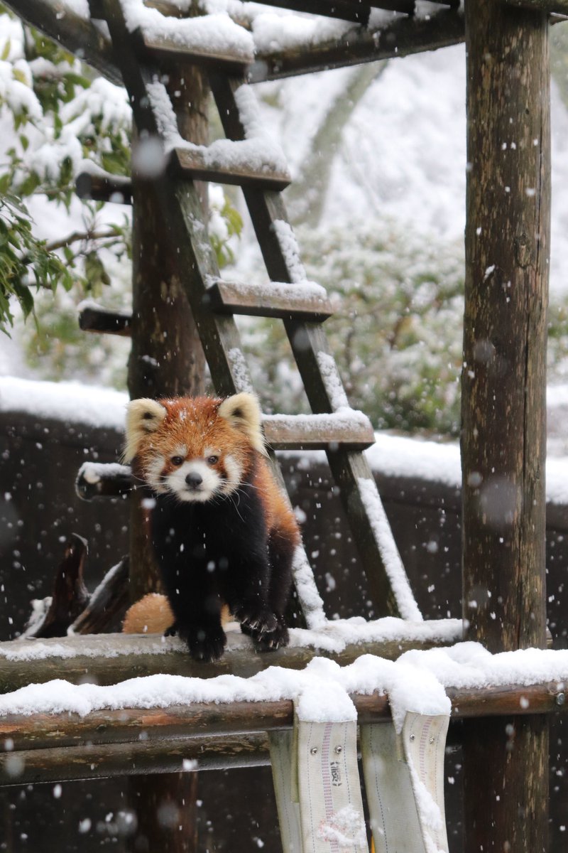 シール配りjoy93 (@joy93_redpanda) / Posts / X