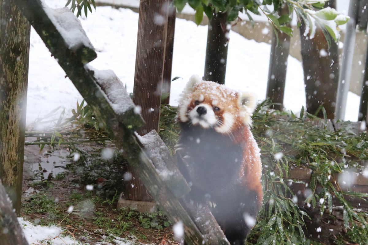 シール配りjoy93 (@joy93_redpanda) / Posts / X