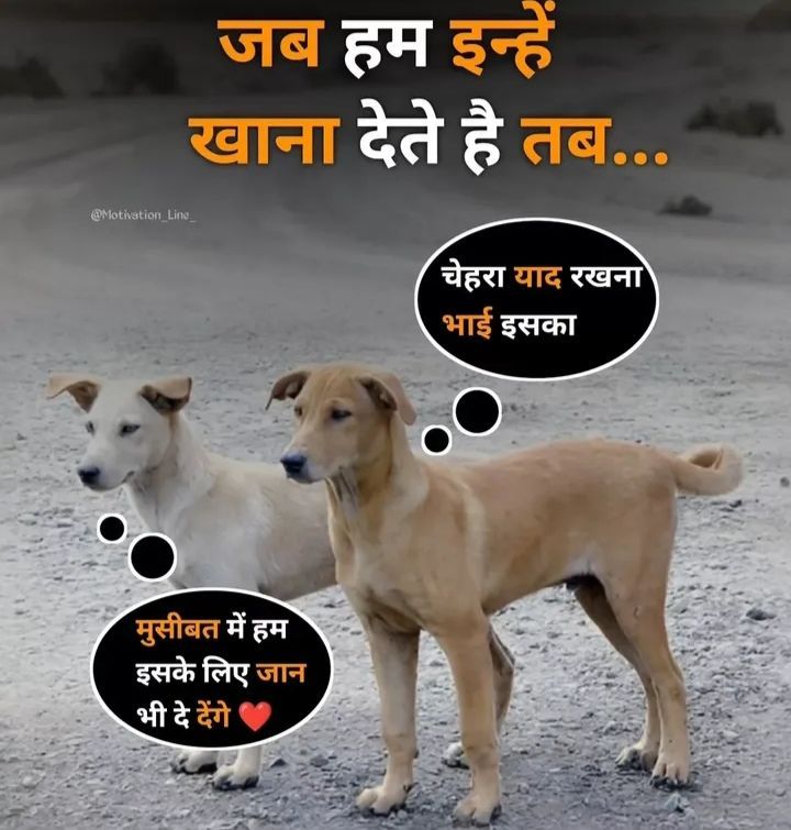 Bharati_06's tweet photo. @JFAnimalWelfare #AwajUthao
#SaveOurDogs
#SaveIndianAnimals https://t.co/e0r1VVUVee