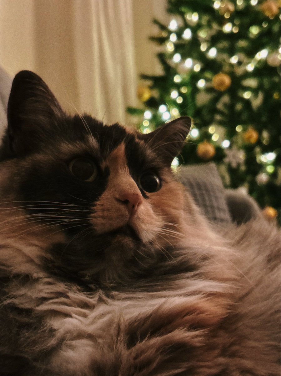 Lina Vdovina 👩🏼‍🚀🚀 tweet media