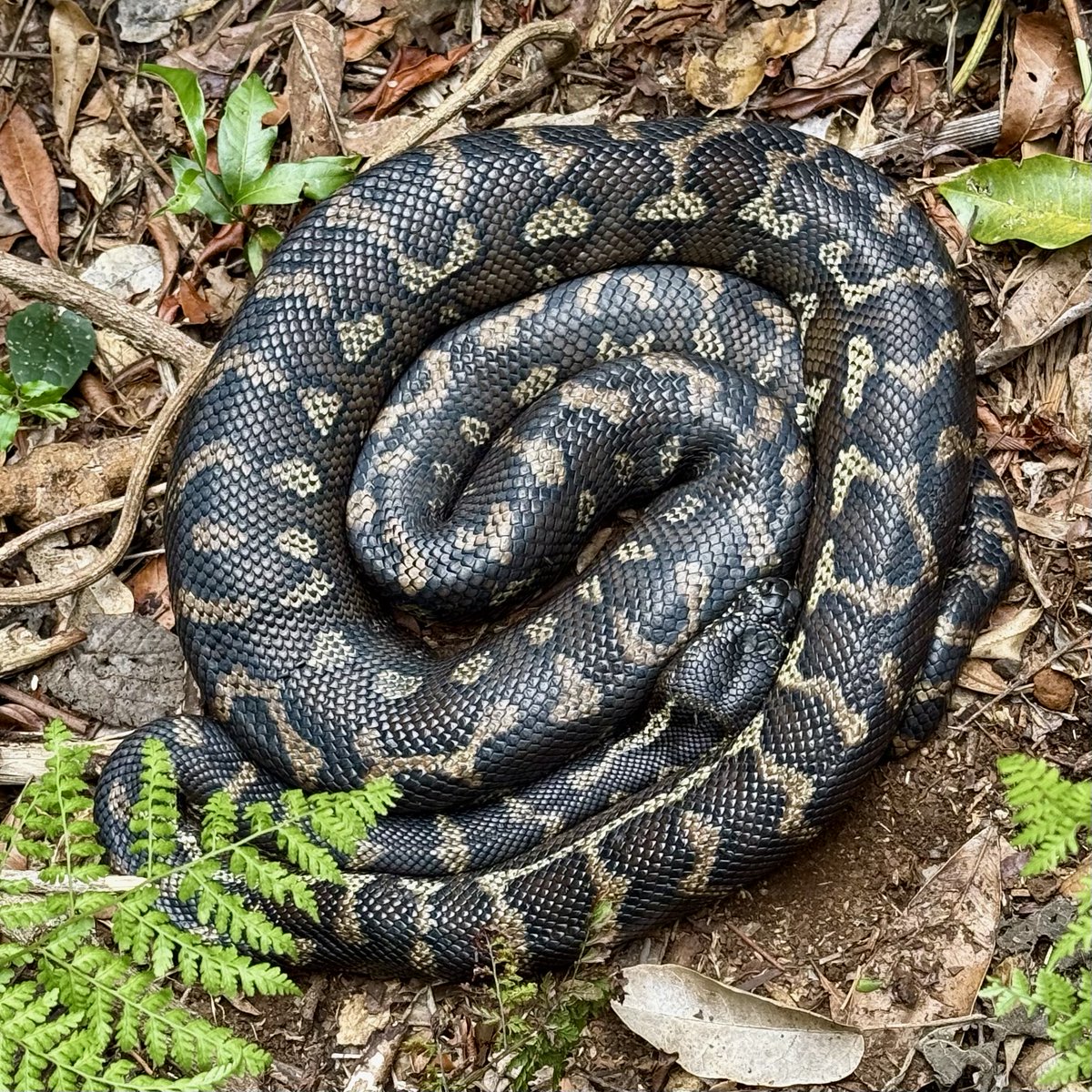 Greg Pitt tweet media