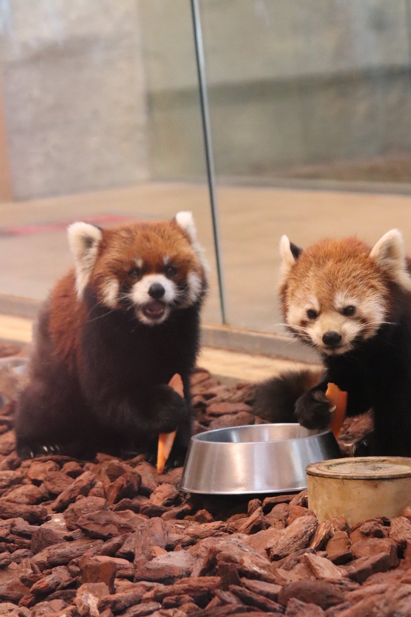 シール配りjoy93 (@joy93_redpanda) / Posts / X