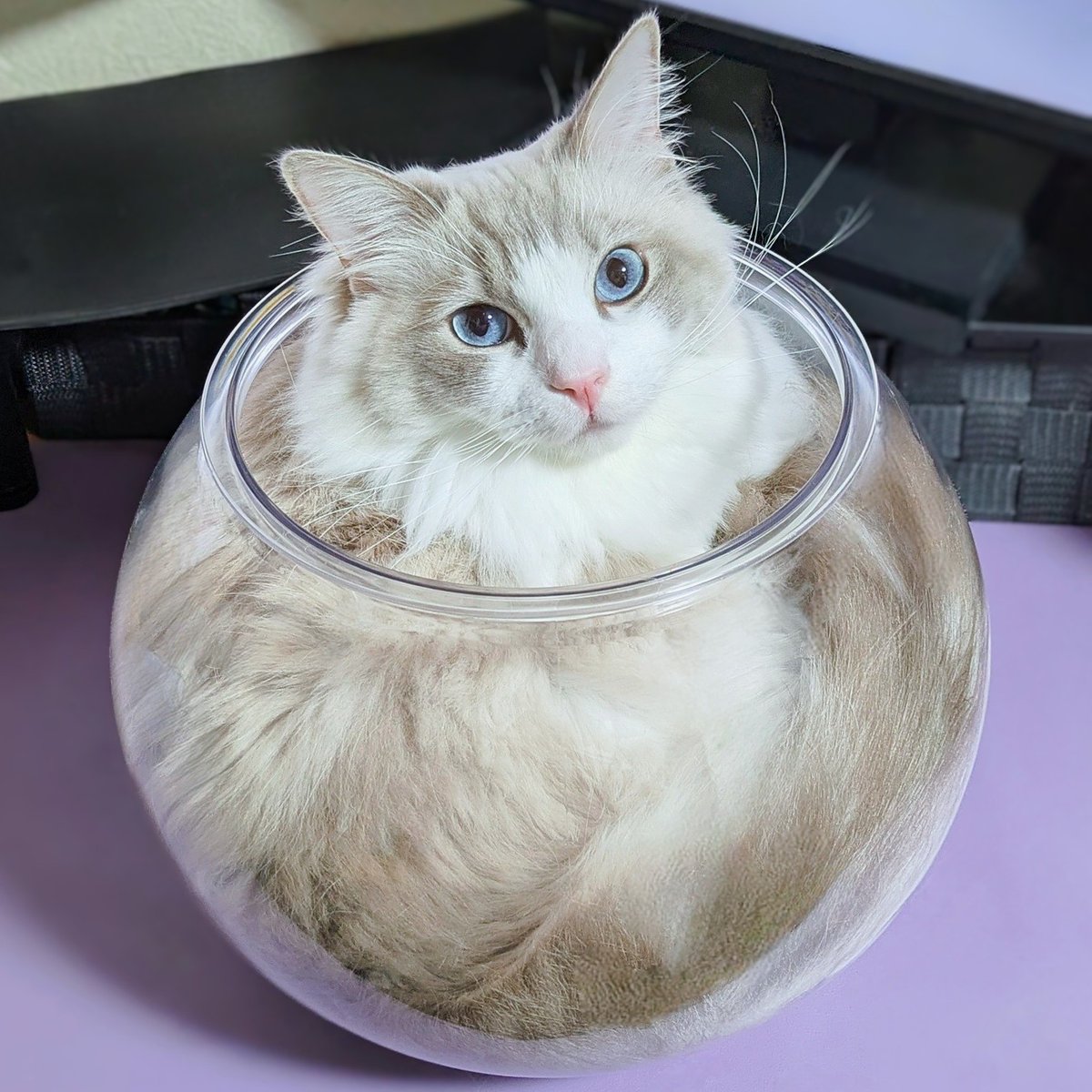 saramishura's tweet photo. 可愛すぎる液体猫、ここにいます🐱 https://t.co/KbMu5WLpBa
