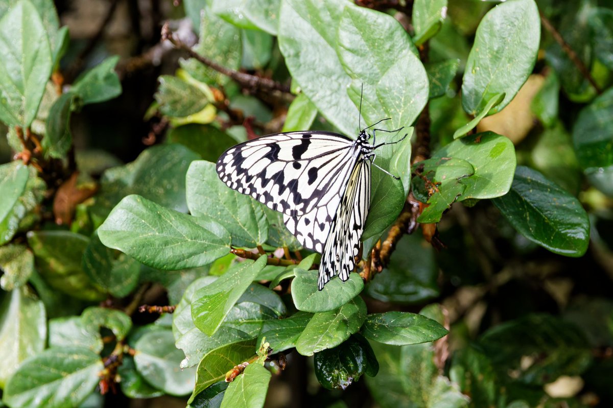 demerara_151's tweet photo. #オオゴマダラ
#PaperKite #TreeNymphButterfly
#RicePaperbutterfly
#那覇ブラ
#0kinawa #沖縄
#photography https://t.co/mRP3ZojP54