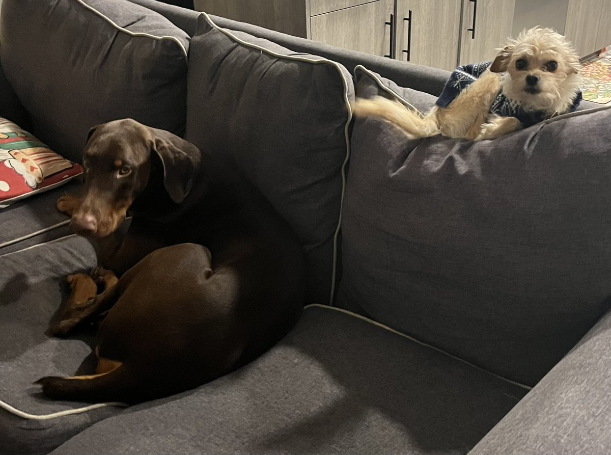 sundevilemily's tweet image. Phx Kruger Dogs 2025 Christmas picture #phxkrugerdogs #christmas #chipoo #doberman #christmas2025 @DOGE