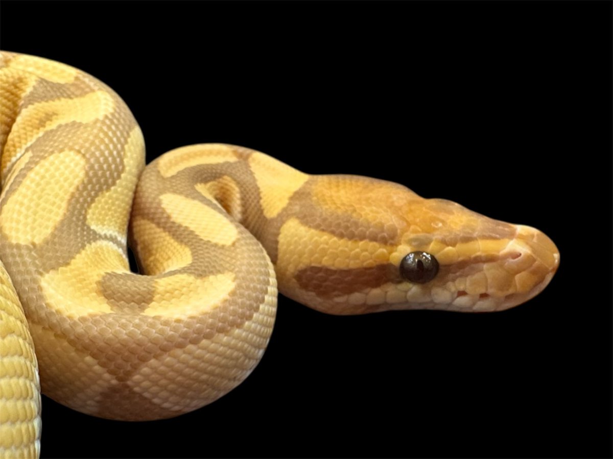 ぽんずさま確認ページ♡ 登録の手順（スピーディー本人確認） – BTCBOXサポート