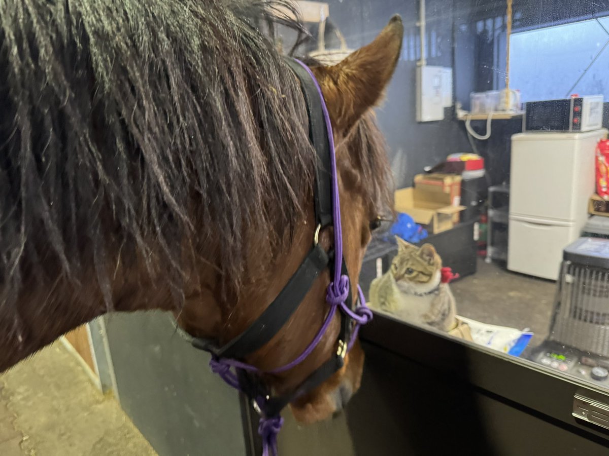 まなてぃ (@Fukudamana) / Posts / X