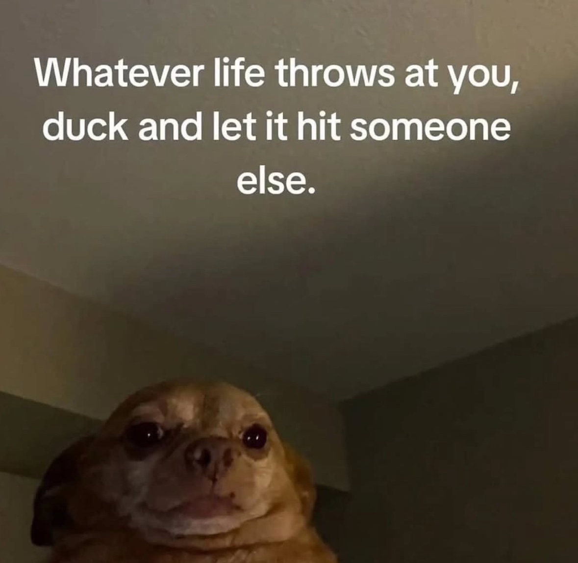 RespectfulMemes's tweet image. 