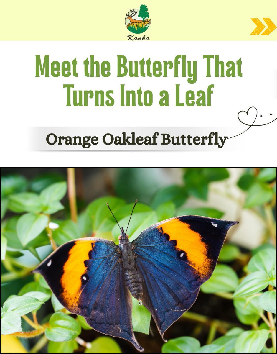 TrKanha's tweet photo. Nature’s master of disguise
The Orange Oakleaf Butterfly reveals vibrant orange and blue when in flight and becomes a perfect “dead leaf” when it rests. A reminder that in the wild, beauty and survival often go hand in hand.
#kanhatigerreserve #butterflyfacts
#orangeoakleaf https://t.co/Ss4h1YgErd
