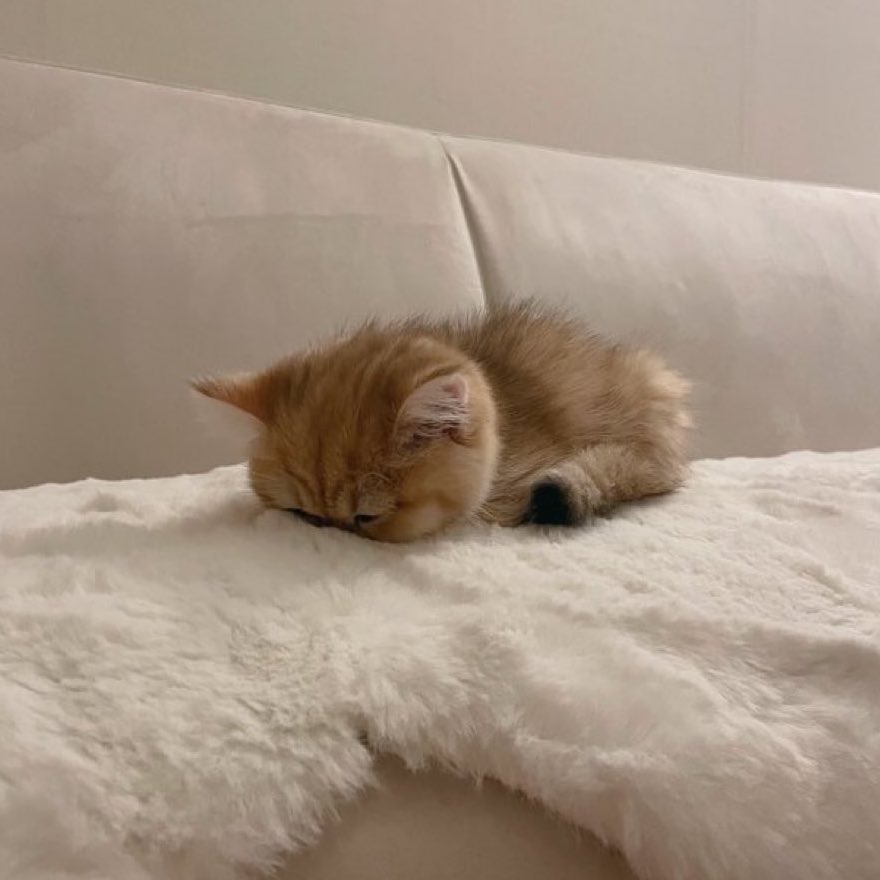 หมุต๊องหัวจุ่มหมอนไปเนย ₍⌯'   ̫   '⌯₎